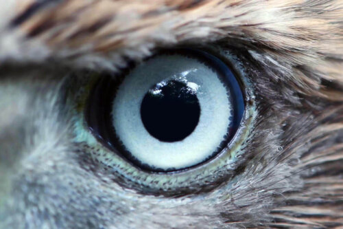 Oko sokołów