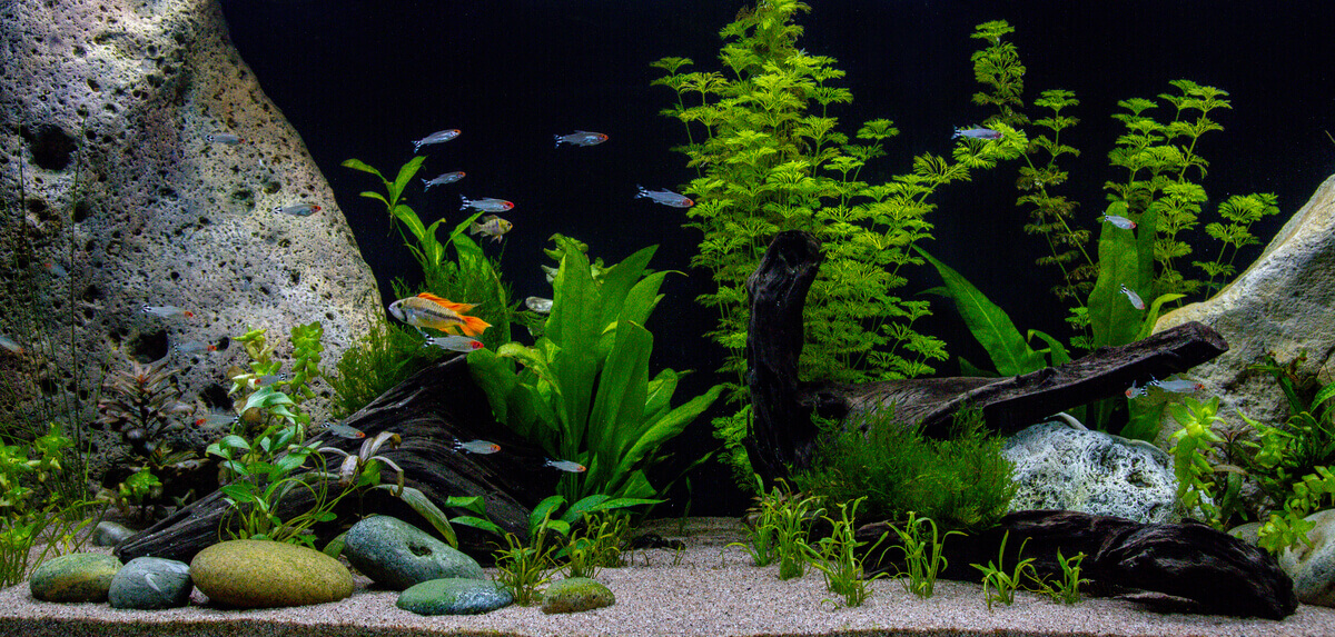 Ryba w akwarium, a jak prawidłowo oświetlić akwarium?