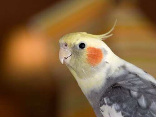 Papużka a stres u ptaków domowych