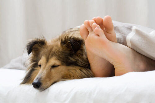 Pies leży w łóżku pod kołdrą z panią, i wystają stopy