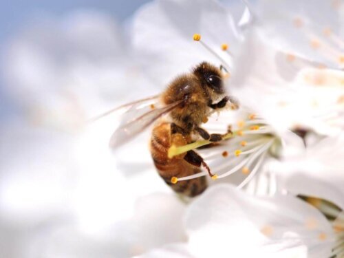 Pszczoła zapylające kwiat