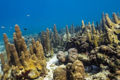 Rafa koralowa, a wodny łańcuch pokarmowy