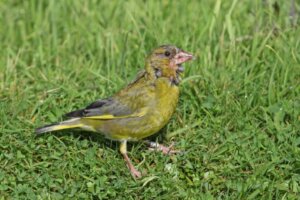 Salmonelloza u ptaków: przyczyny, objawy i leczenie