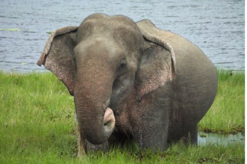 Słoń azjatycki, a jak długo trwa ciąża u słonia
