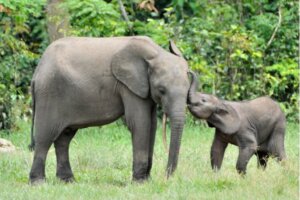 Jak długo trwa ciąża u słonia?