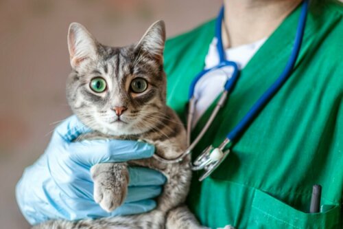 Wypadanie odbytnicy u kotów: przyczyny, objawy i leczenie