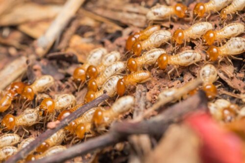 Co jedzą termity?