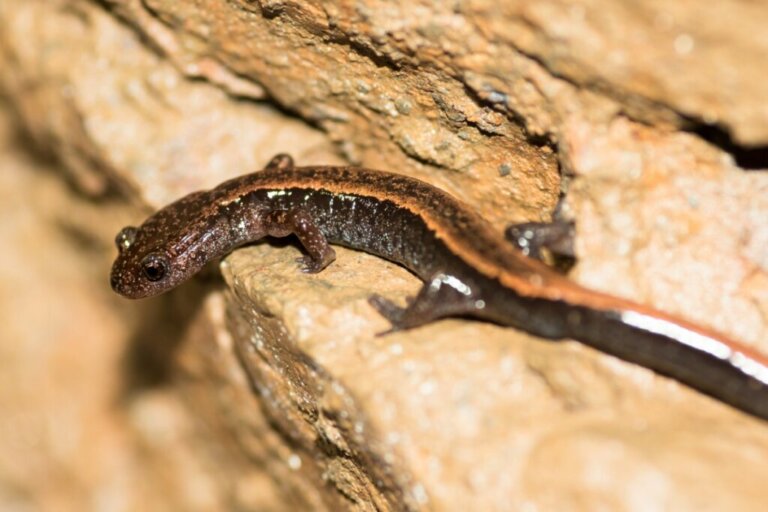 Salamandra luzytańska: siedlisko i charakterystyka