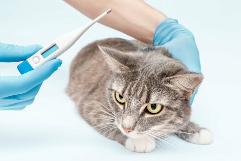 Salmonelloza u kotów: objawy i leczenie