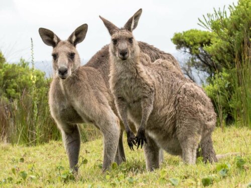 Dwa dorosłe kangury