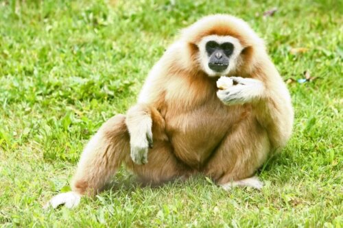 Gibon siedzi na trawie i je jabłko, a co jedzą małpy ponadto?