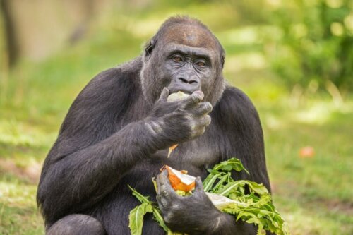 Goryl w trakcie posiłku, a co jedzą małpy?