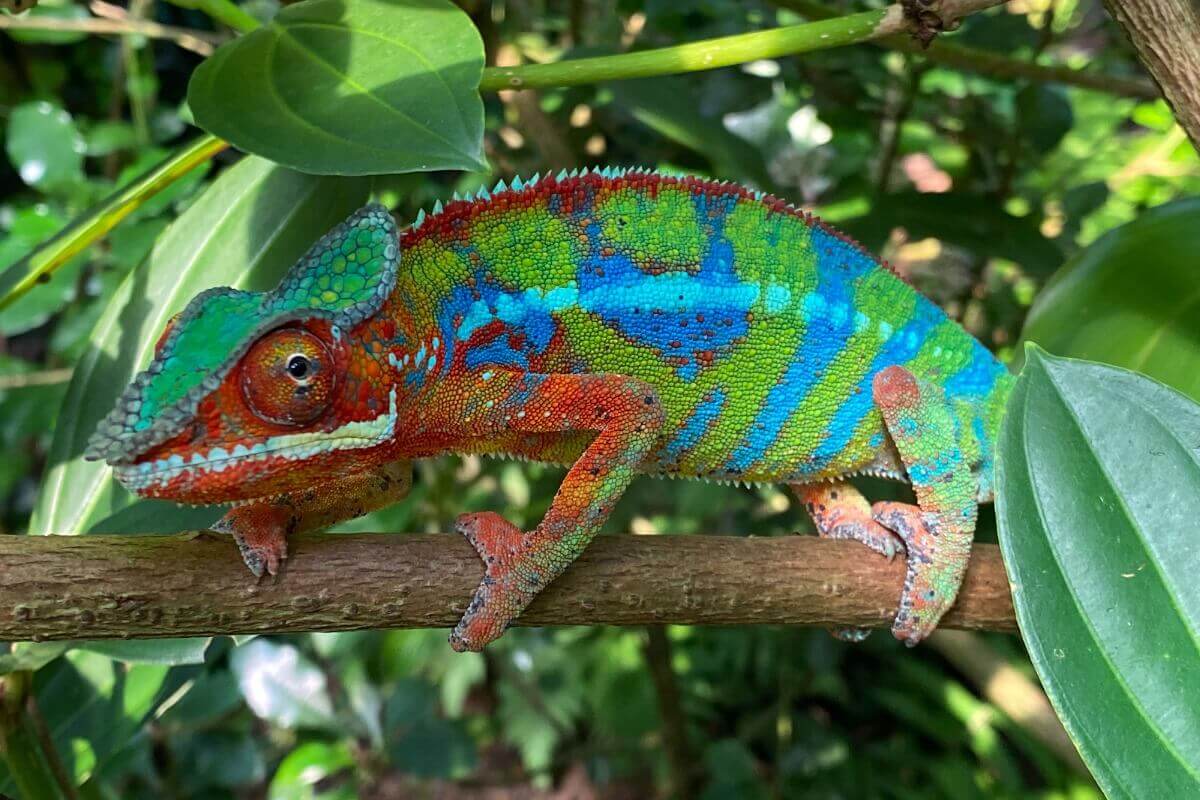 Kameleon piękne kolory