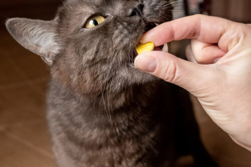 Kot przyjmuje tabletkę