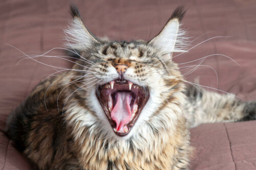 Kot szczęka, i ilość zębów u kota