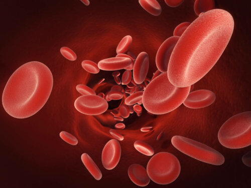 Krwinki czerwone