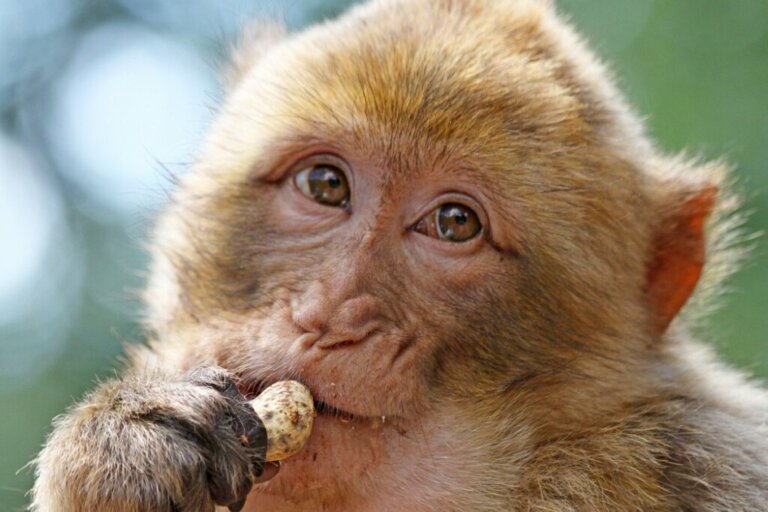 Co jedzą małpy?