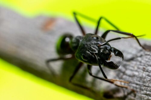 Mrówka Camponotus, a czy mrówki żądlą czy gryzą?