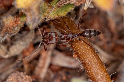 Mrówki odontomachus: siedlisko i charakterystyka