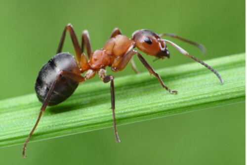 Roztocza na mrówce