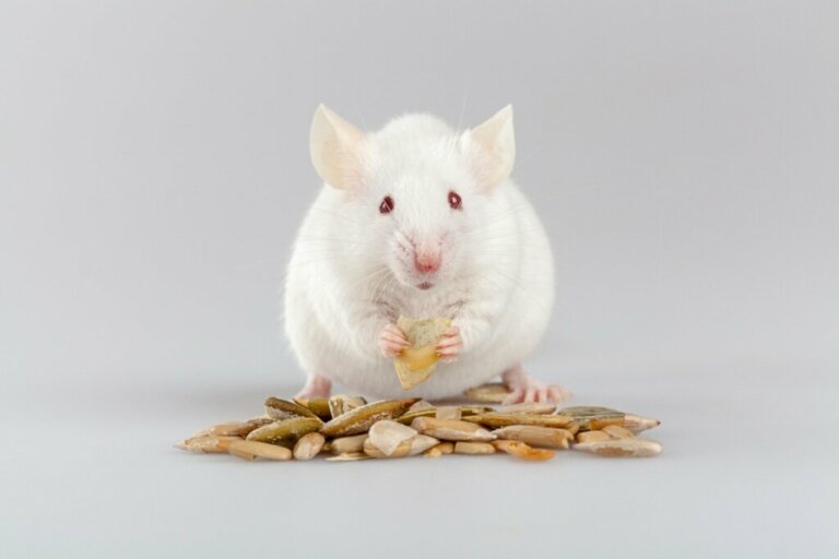 Co jedzą myszy?