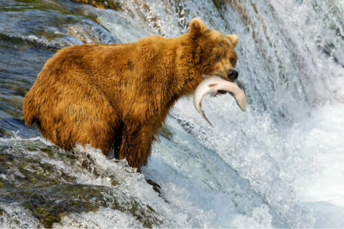 Niedźwiedź je łososia
