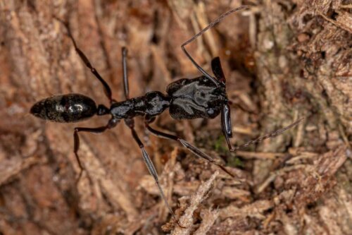 Mrówka odontomachus, a czy mrówki żądlą czy gryzą?