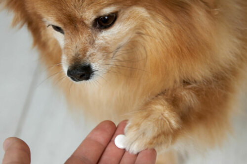 Pies przyjmuje tabletkę