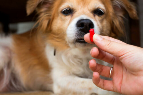 Pies przyjmuje tabletkę