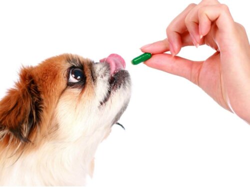 Pies je tabletkę
