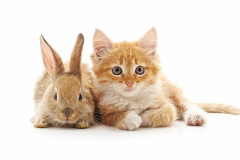 Czy koty i króliki mogą żyć razem?