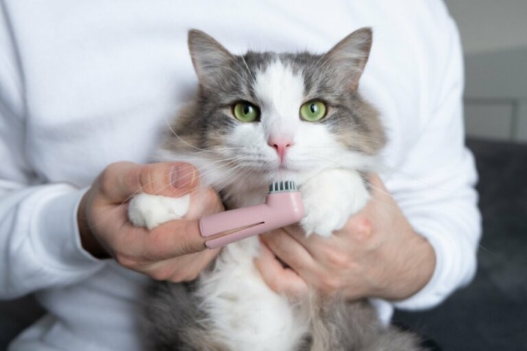 Najczęstsze choroby jamy ustnej u kotów