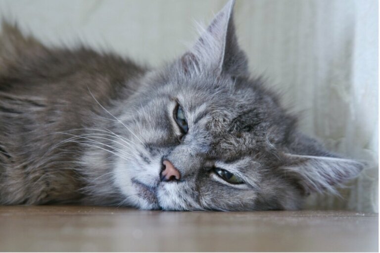 Parwowirus kotów: objawy i leczenie