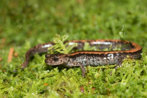 Salamandra luzytańska
