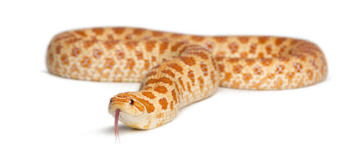 Wąż domowy zbożowy