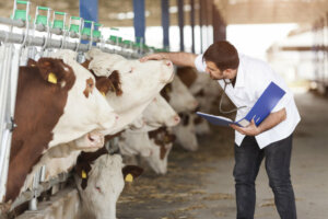 Gruźlica bydła: objawy i leczenie