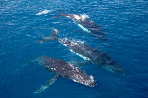 Wieloryby pływające w oceanie
