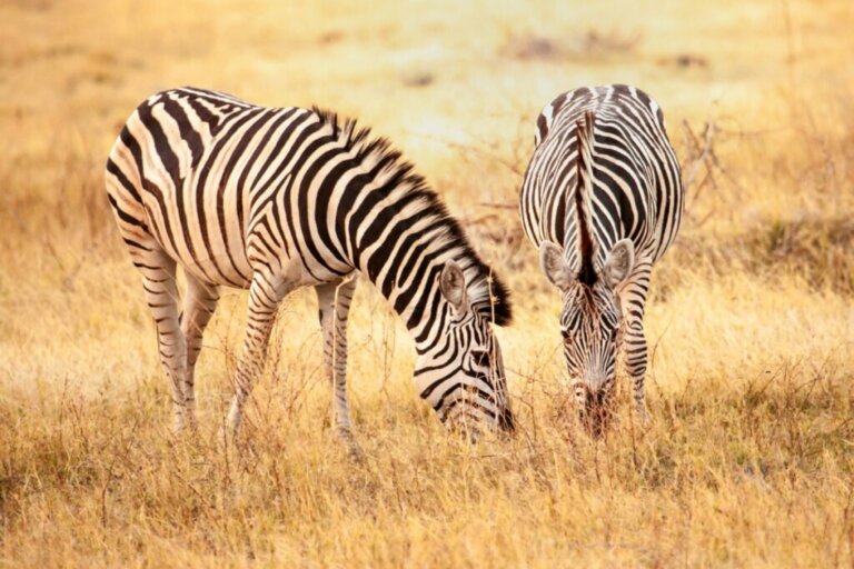 Co jedzą zebry?