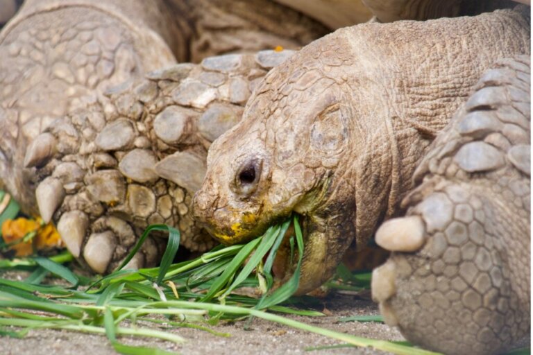 Mój żółw nie je: dlaczego?
