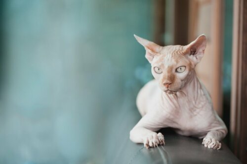 Czy koty Sfinks mogą mieć futro?