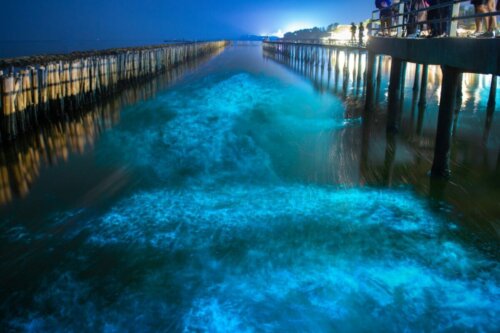 Bioiluminoscencja w morzu,w wyniku obecności bioluminescencyjnych alg