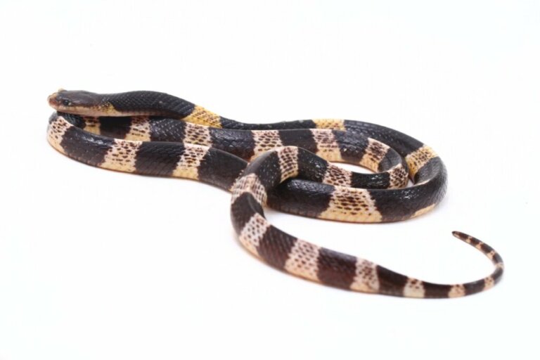 Nowy gatunek jadowitego węża w Chinach zidentyfikowany przez naukowców