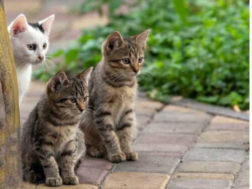 Grupa kotów, a jak odstraszyć bezpańskie koty