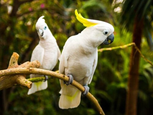 Kakadu i różnice między samcami i samicami