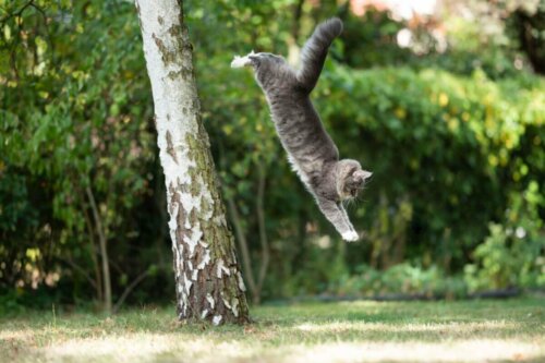 Kot skacze na drzewo a okresy frenetycznej aktywności