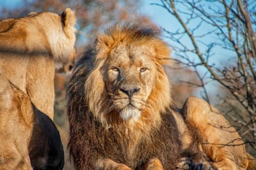 lew z lwicą