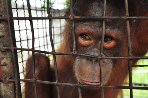 Małpa w klatce cierpi, warto unikać nielegalnego handlu