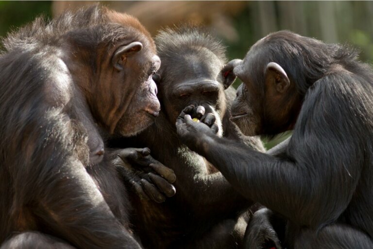 Zmiany akcentu: nowa forma komunikacji między małpami