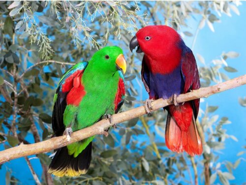 Papuga eklektyczna i różnice między samcami i samicami