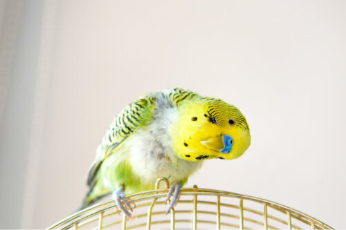 Papuga na klatce